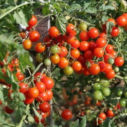 400+ Semillas de Tomate Cherry Belle - 4.95