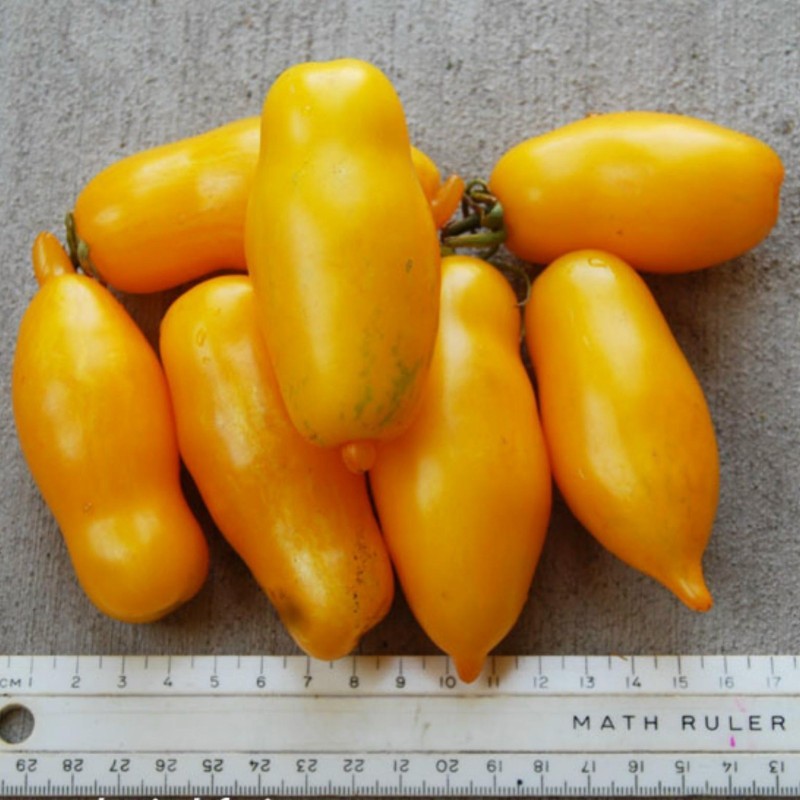 Graines de tomate Cuisses de banane (Banana Legs) | Seeds Shop Store