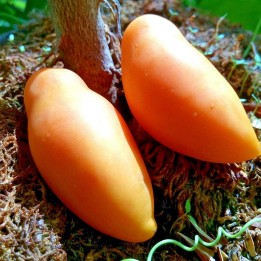 Semi di pomodoro Tschuchloma - 1.755