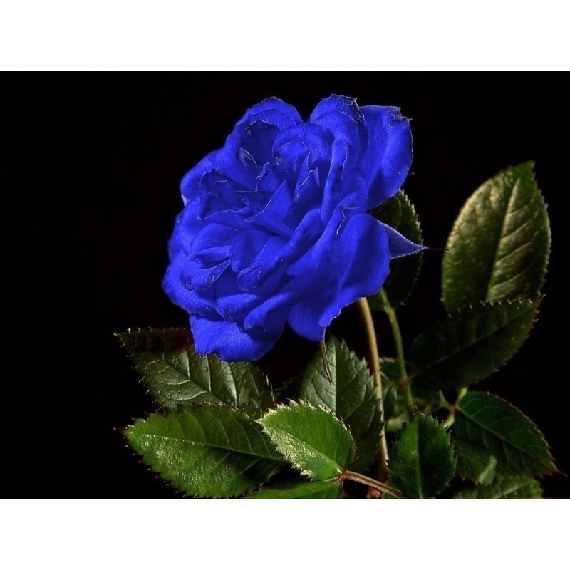Blue Rose Flower Seeds | Seeds Shop Store