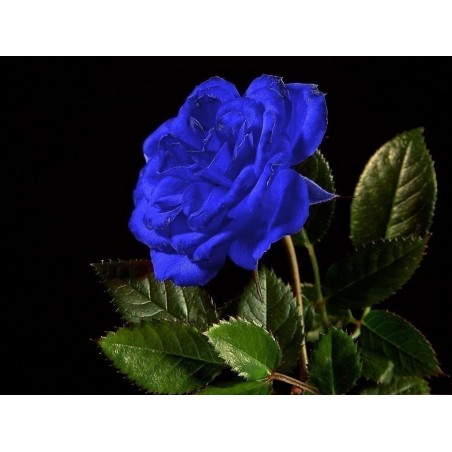 Blue Rose Flower Seeds | Seeds Shop Store