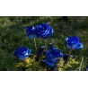 Blue Rose Flower Seeds | Seeds Shop Store