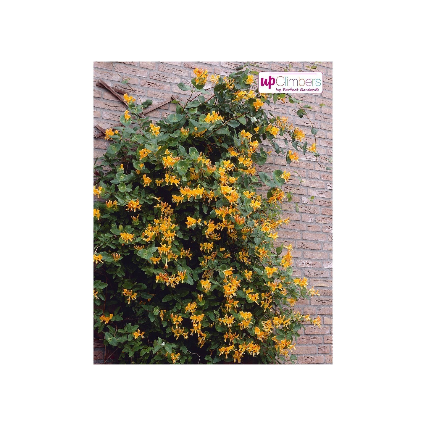 blue princess holly plant Blue Princess Holly for Sale – Red Berries main image 1