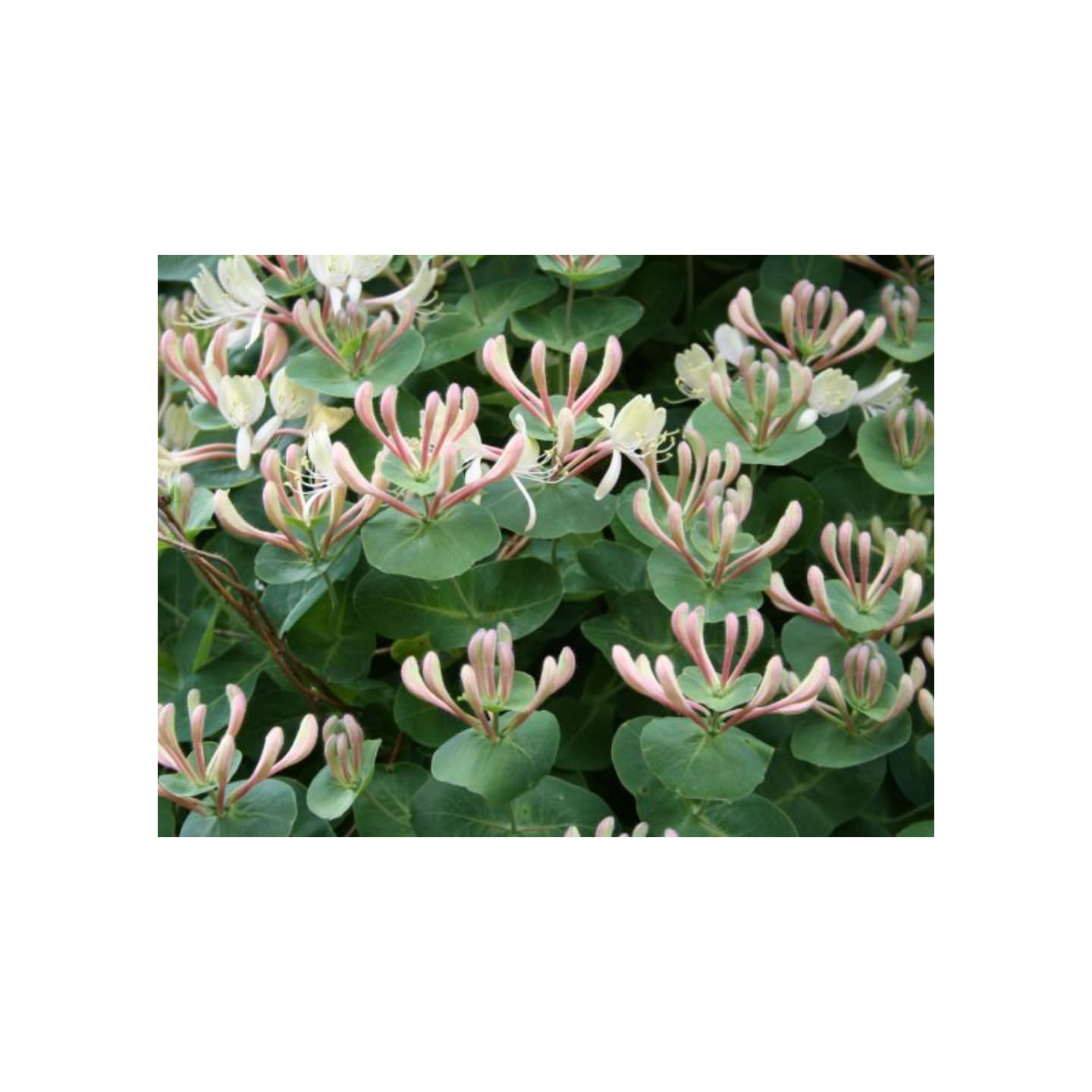 Echtes Geiblatt Samen (Lonicera caprifolium)