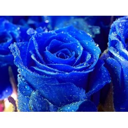 Sementes de Rosa Azul - Raras - Exóticas - 293.223938
