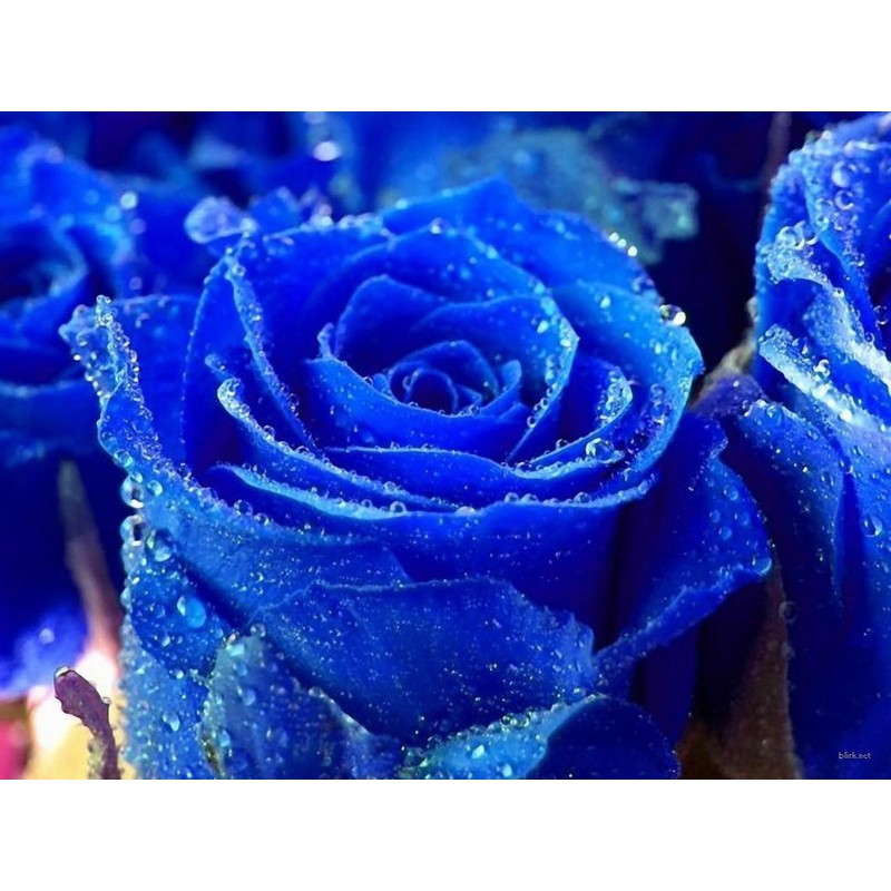 Blue Rose Flower Seeds | Seeds Shop Store