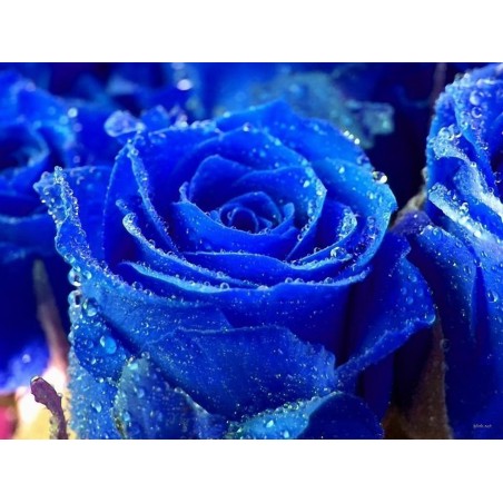 Blue Rose Flower Seeds | Seeds Shop Store