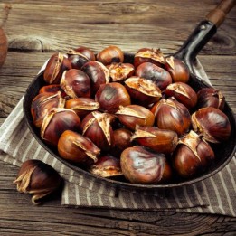 Graines de Châtaignier (Castanea sativa) - 1055.606175