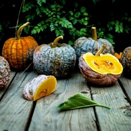 Semi di Zucca Giapponese BLACK FUTSU - 2.115