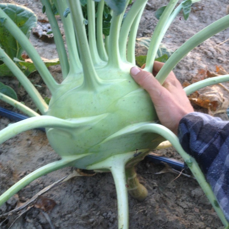 Semillas de colirrábano Blanco Viena | Seeds Shop Store