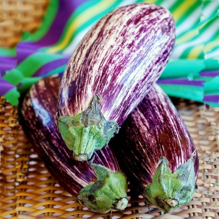 Semillas de berenjena griega TSAKONIKI | Seeds Shop Store