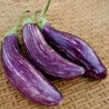 Semillas de berenjena griega TSAKONIKI | Seeds Shop Store