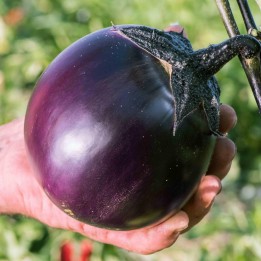 Ronde De Valence Eggplant Seeds - 2.025