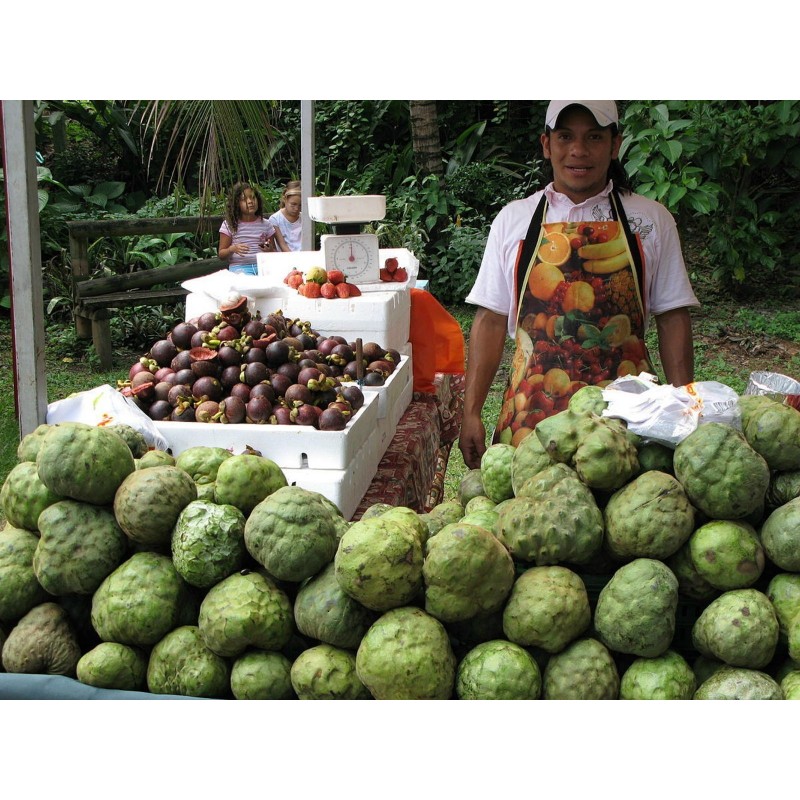 Secerna Jabuka, Čerimoja Seme (Annona cherimola) | Seeds Shop Store