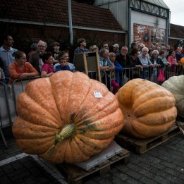 Semi di zucca gigante BIG MAX - 4.455