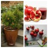 Dwarf Pomegranate Seeds (Punica granatum Nana) | Seeds Shop Store