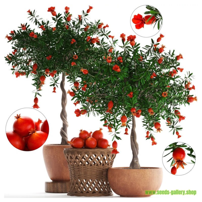 Dwarf Pomegranate Seeds (Punica granatum Nana) | Seeds Shop Store