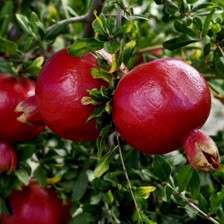 Nasiona Granat właściwy (Punica granatum) - 287.359459