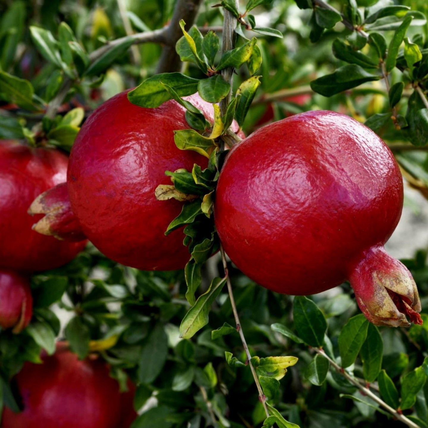 Nasiona Granat właściwy (Punica granatum) - 287.359459