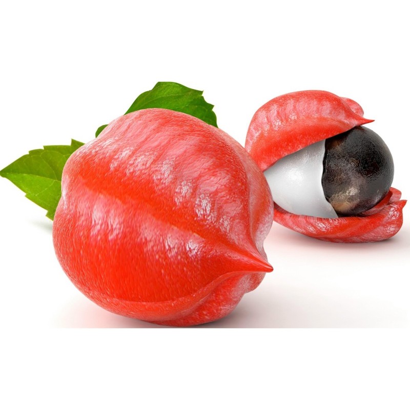 GUARANA Seeds (Paullinia Cupana) | Seeds Shop Store