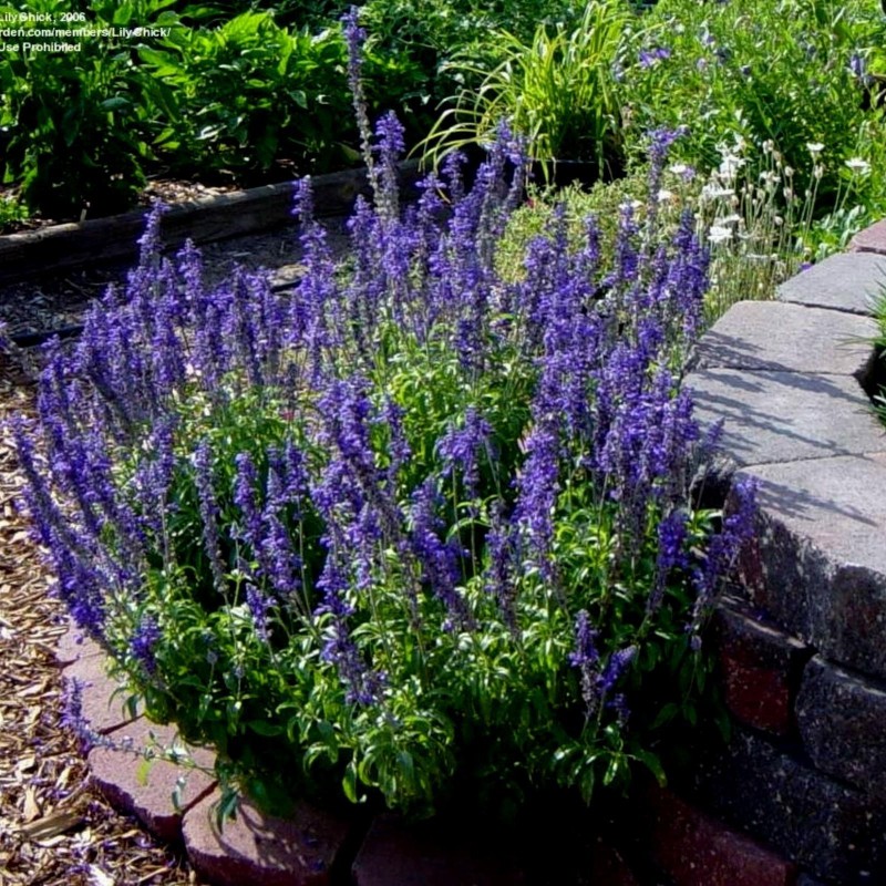 Mehlige Salbei 'Victoria' Samen | Seeds Shop Store