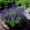 Mehlige Salbei 'Victoria' Samen | Seeds Shop Store