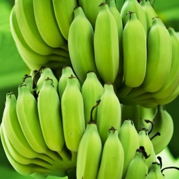 Blood Banana Frön - 2.025
