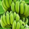 Blut Banane - Rote Banane Samen | Seeds Shop Store