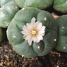 Sementes de peiote, peyotl e mescal (Lophophora williamsii) | Seeds Shop Store