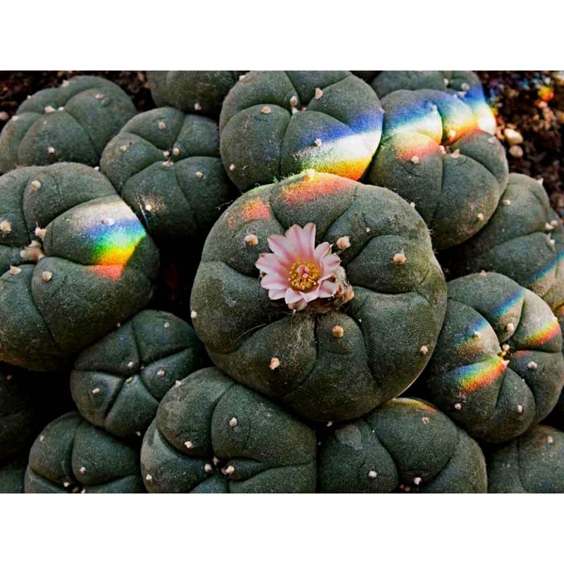 Sementes de peiote, peyotl e mescal (Lophophora williamsii) | Seeds Shop Store
