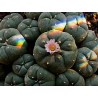 Peyote frön (Lophophora williamsii) | Seeds Shop Store