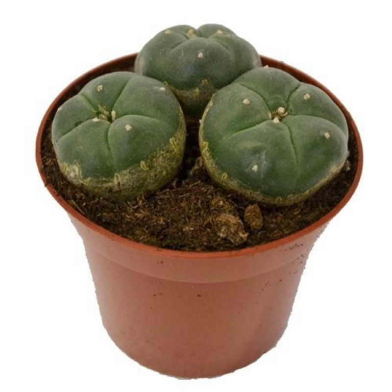 Peyote frön (Lophophora williamsii) | Seeds Shop Store