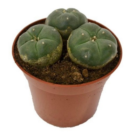 Semi di Peyote (Lophophora williamsii) | Seeds Shop Store