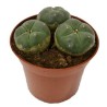 Peyote frön (Lophophora williamsii) | Seeds Shop Store