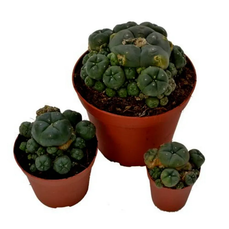 Sementes de peiote, peyotl e mescal (Lophophora williamsii) | Seeds Shop Store