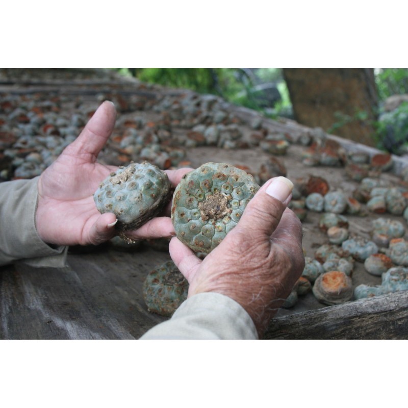 Peyote frön (Lophophora williamsii) | Seeds Shop Store