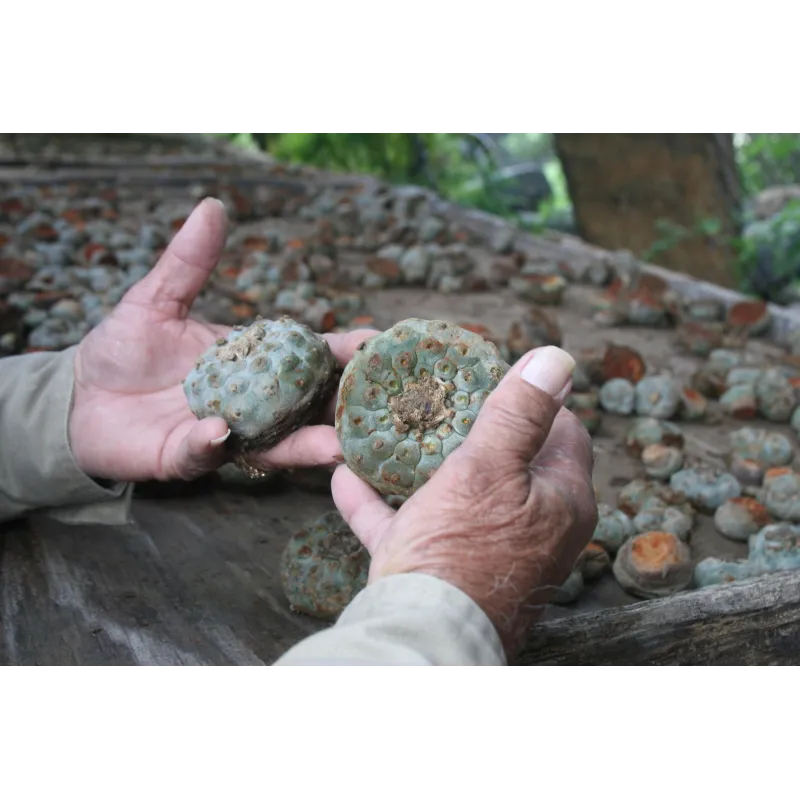 Sementes de peiote, peyotl e mescal (Lophophora williamsii) | Seeds Shop Store