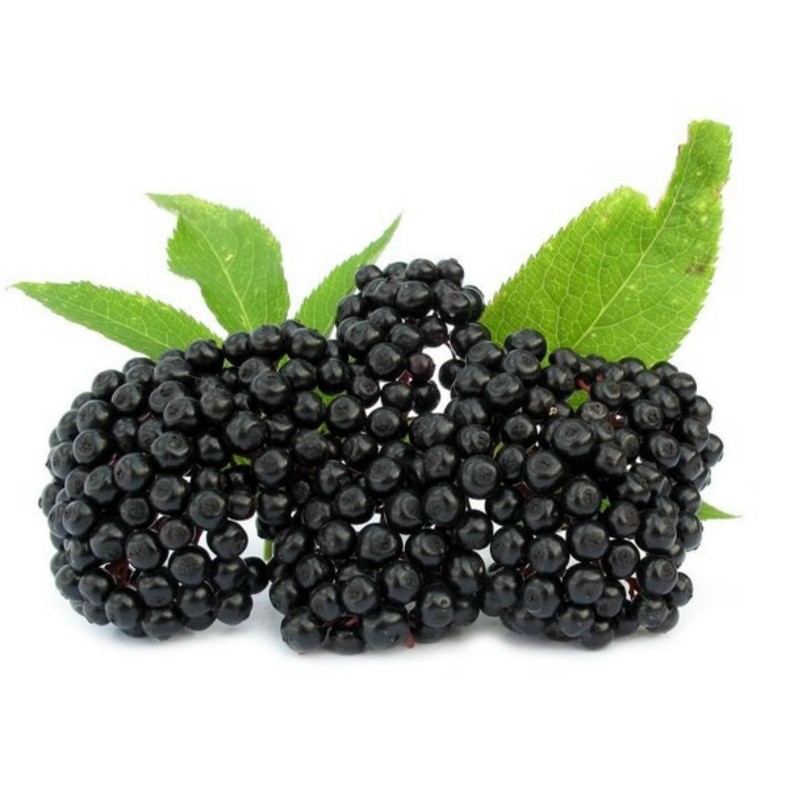 Sementes de Sabugueiro ou sabugueirinho | Seeds Shop Store