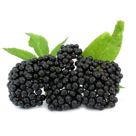 Sementes de Sabugueiro ou sabugueirinho | Seeds Shop Store