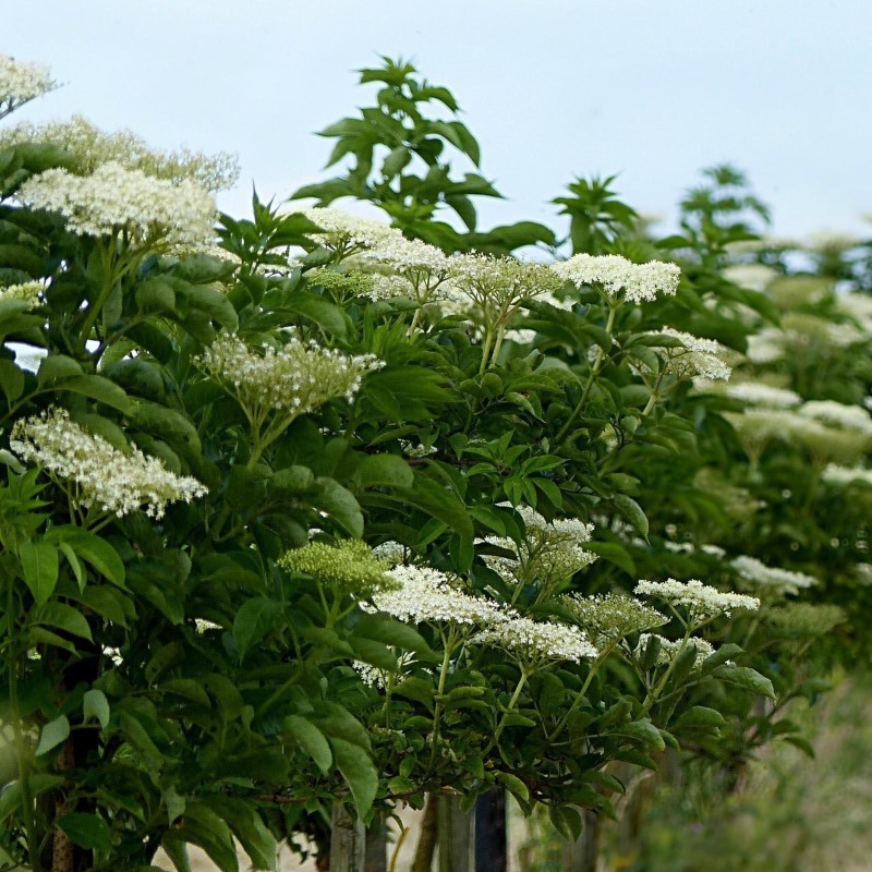 Sementes de Sabugueiro ou sabugueirinho | Seeds Shop Store