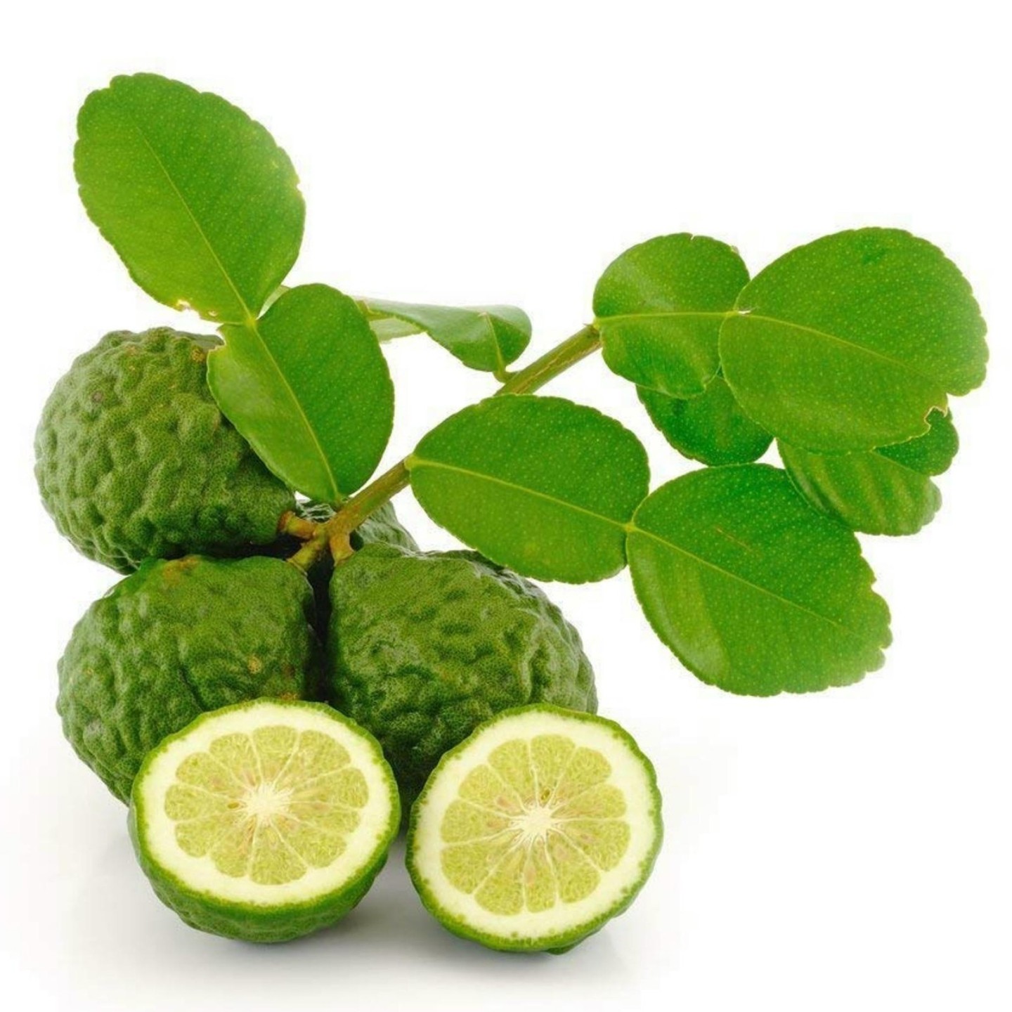 Kaffir Limoen Boom – 80 Cm Hoog, Citrus Hystrix, Biologisch, Met Aromatische Bladeren