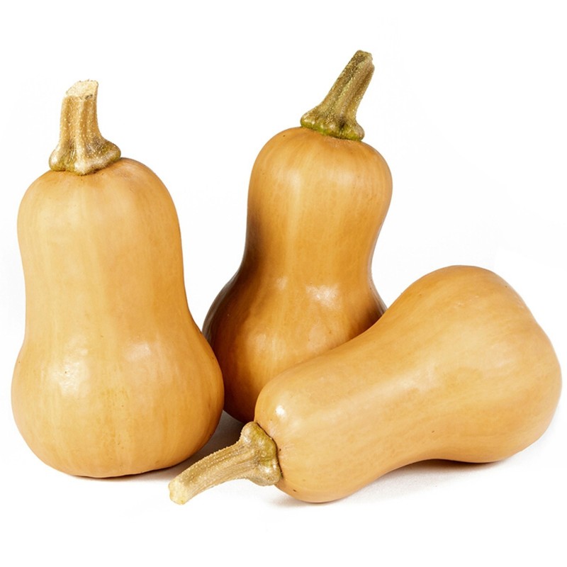 Small Fruited, Mini Butternut Squash Seeds | Seeds Shop Store