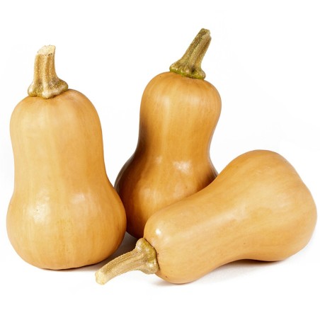 Small Fruited, Mini Butternut Squash Seeds | Seeds Shop Store