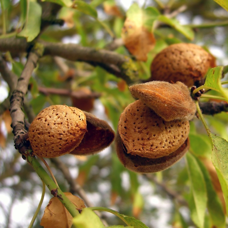 Sweet Almond Seeds (Prunus amygdalus) | Seeds Shop Store