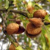 Sweet Almond Seeds (Prunus amygdalus) | Seeds Shop Store