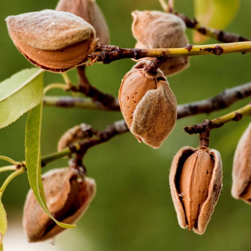 Slatki Badem Seme (Prunus amygdalus) | Seeds Shop Store