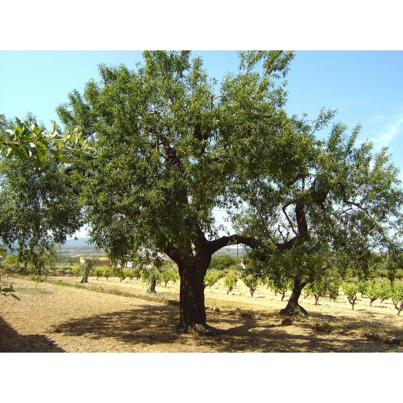 Slatki Badem Seme (Prunus amygdalus) | Seeds Shop Store