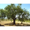 Sweet Almond Seeds (Prunus amygdalus) | Seeds Shop Store