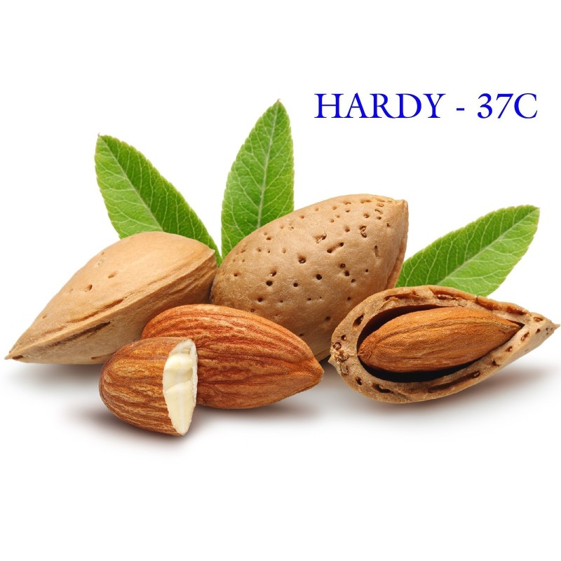 Sweet Almond Seeds (Prunus amygdalus) | Seeds Shop Store