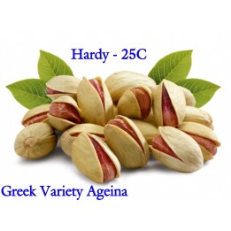 Sementes de pistácio variedade grega Aegina (Pistacia vera) - 2.2